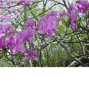 黒檜山「いろとりどりに咲くツツジと大沼の水色」